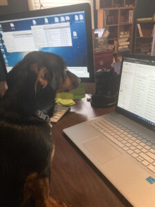 Dozer-working-like-a-Dog-225×300